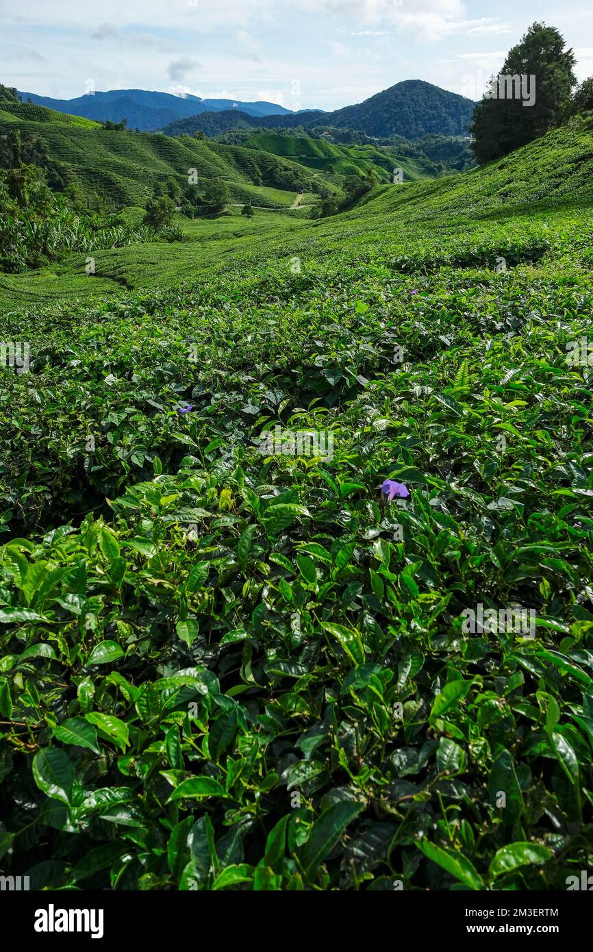 Tea plantation in Tanah Rata, Cameron Highlands in Pahang, Malaysia ...