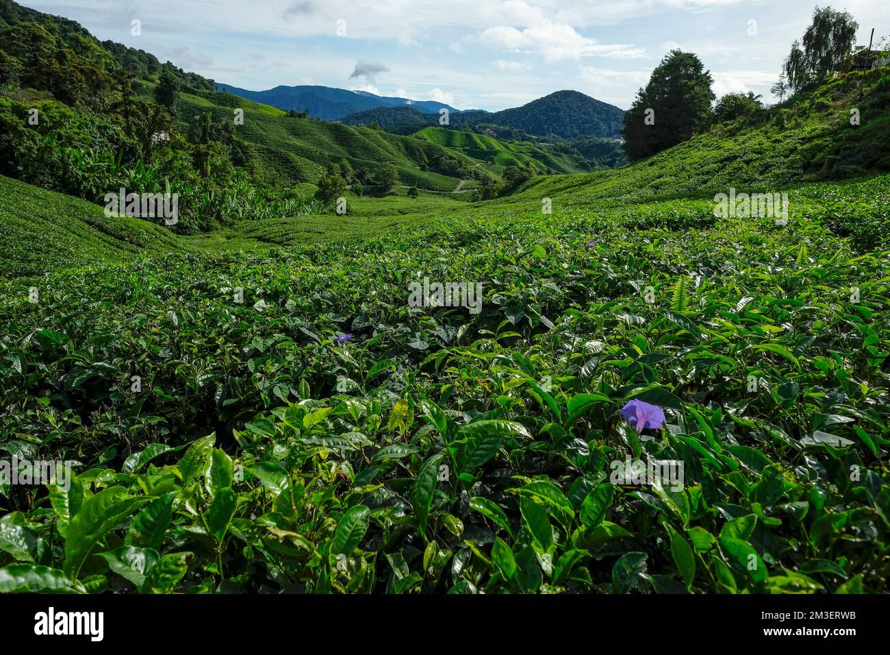 Tea plantation in Tanah Rata, Cameron Highlands in Pahang, Malaysia ...