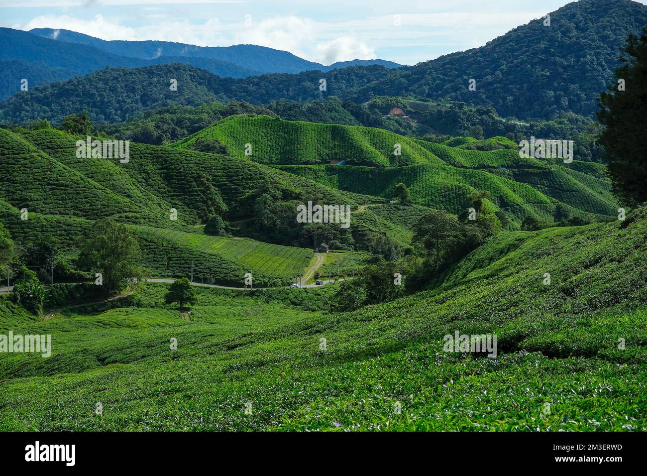 Tea plantation in Tanah Rata, Cameron Highlands in Pahang, Malaysia ...
