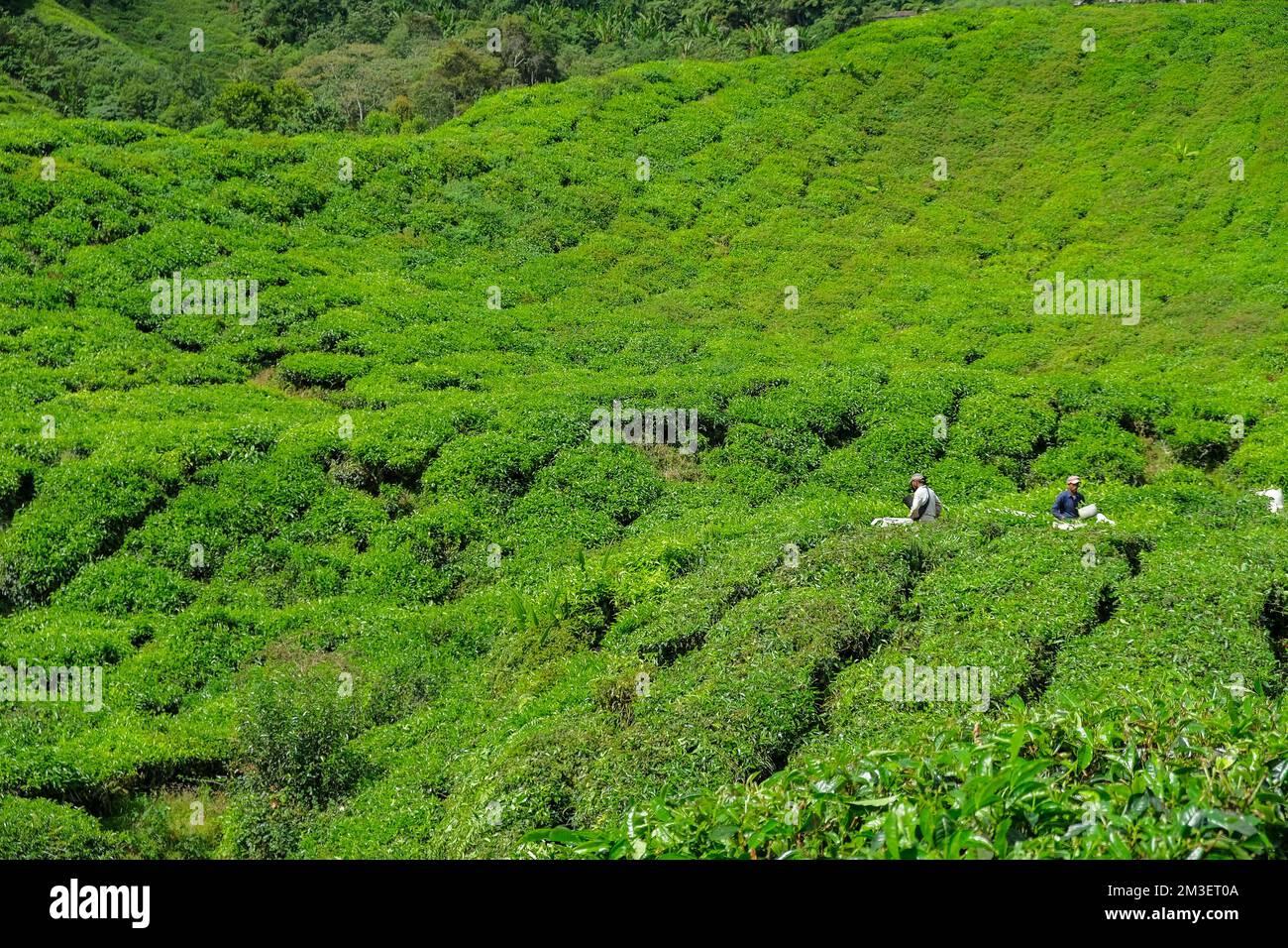 Tanah Rata, Malaysia November 2022 Workers picking tea on a tea