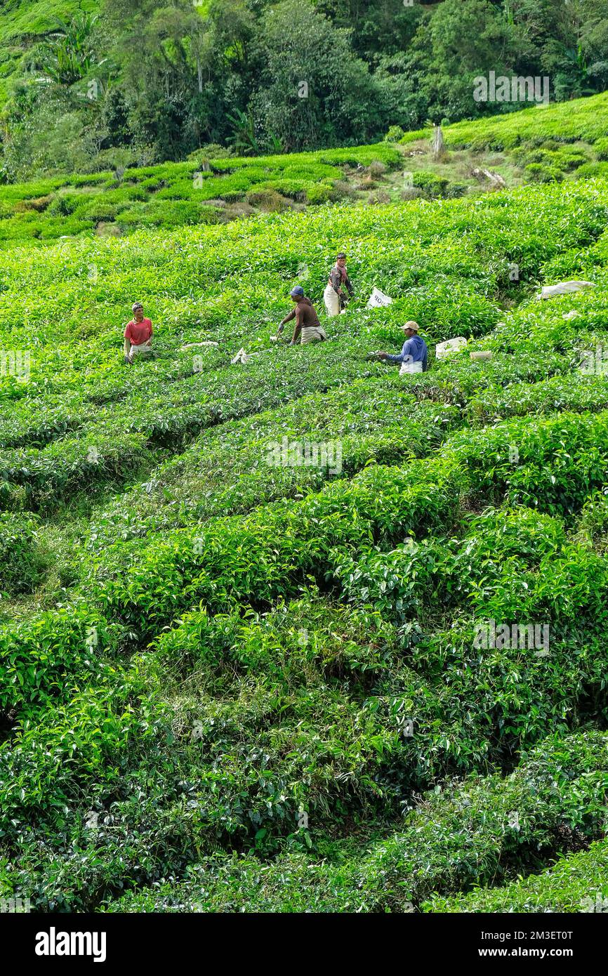 Tanah Rata, Malaysia November 2022 Workers picking tea on a tea