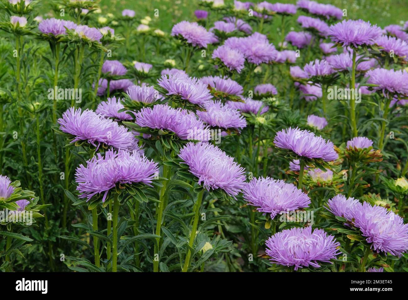 Asters in gardening garden. Violet blooming flowers in garden. Natural blooming background. Stock Photo