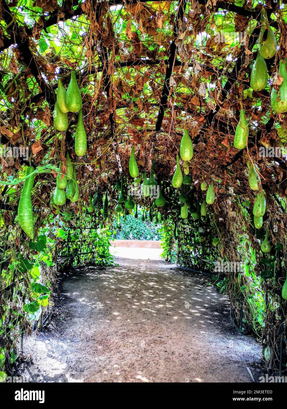 A vertical shot of an arched path in the park with cucurbits Stock Photo