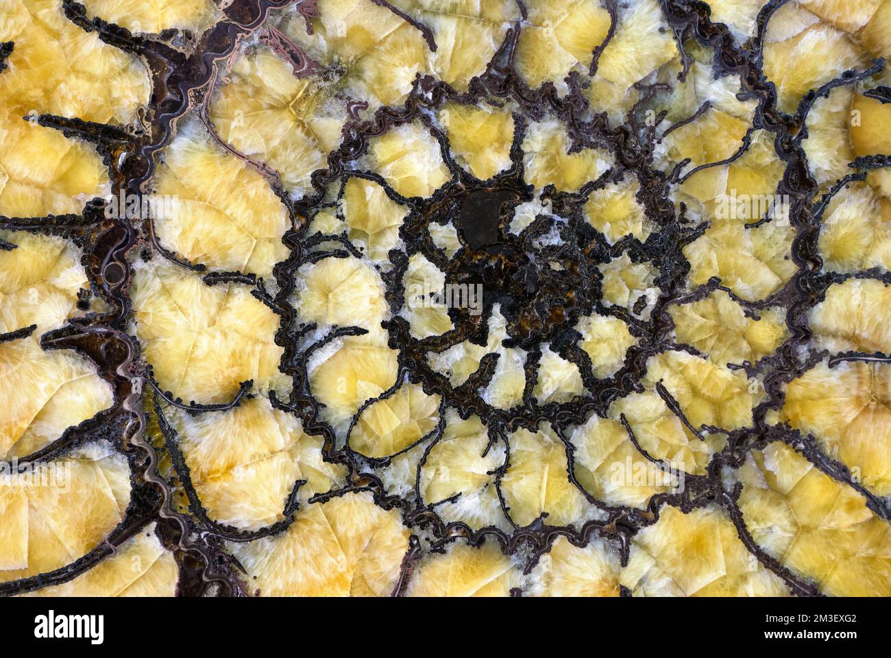 Backgrounds and textures: natural spiral yellow and black pattern, petrified ammonite shell slab Stock Photo
