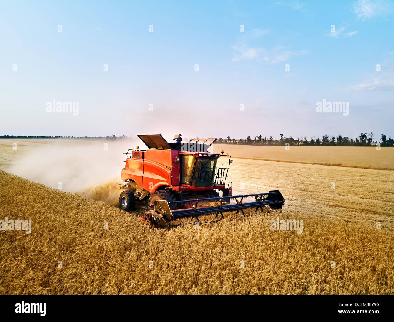 Aerial drone photo of red harvester working in wheat field on sunset ...