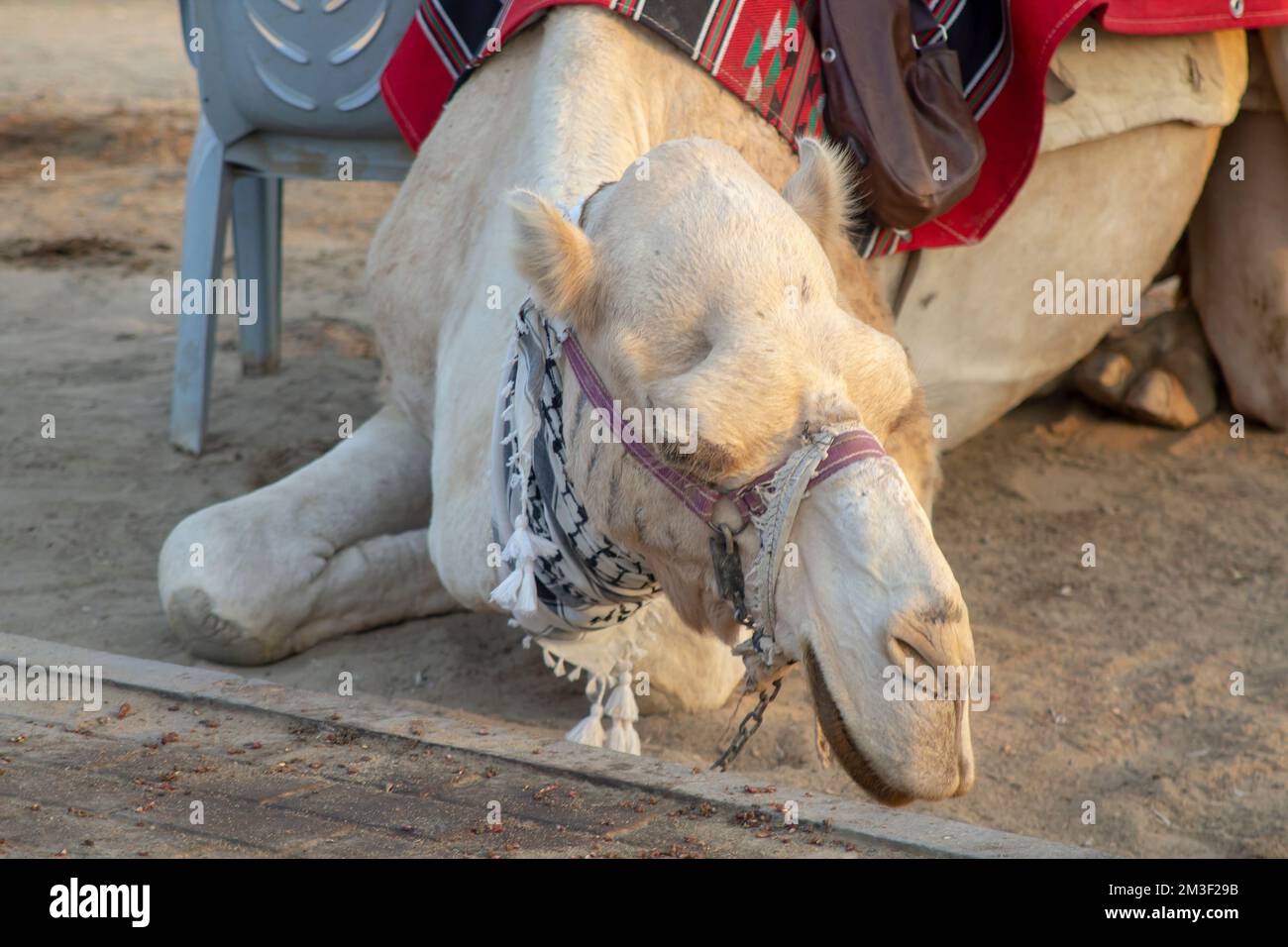 A close up of an Arabian Camel's head and face as it kneels in a resting position between tourist rides near the Dead Sea in Israel Stock Photo