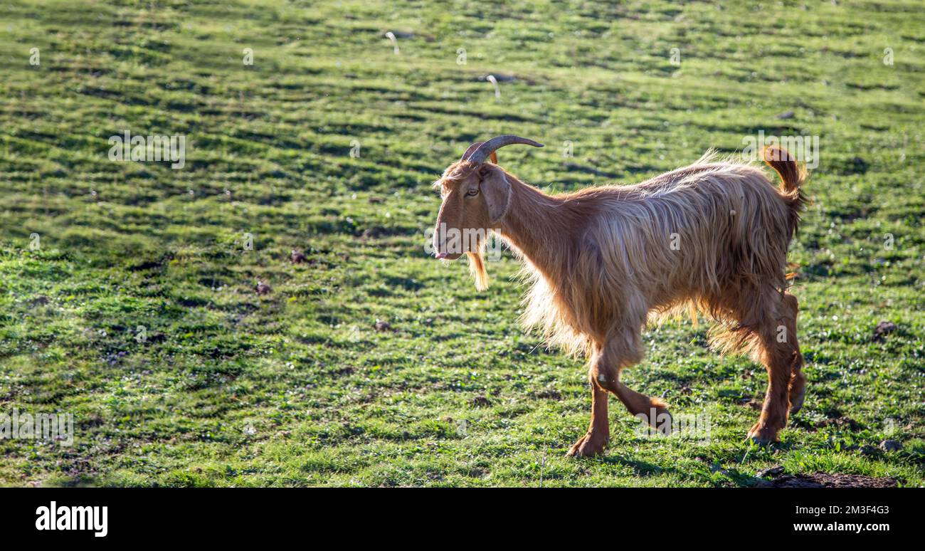 Goat at pasture. Horned and bearded beige color young billy goat, ruminant mammal animal grazing