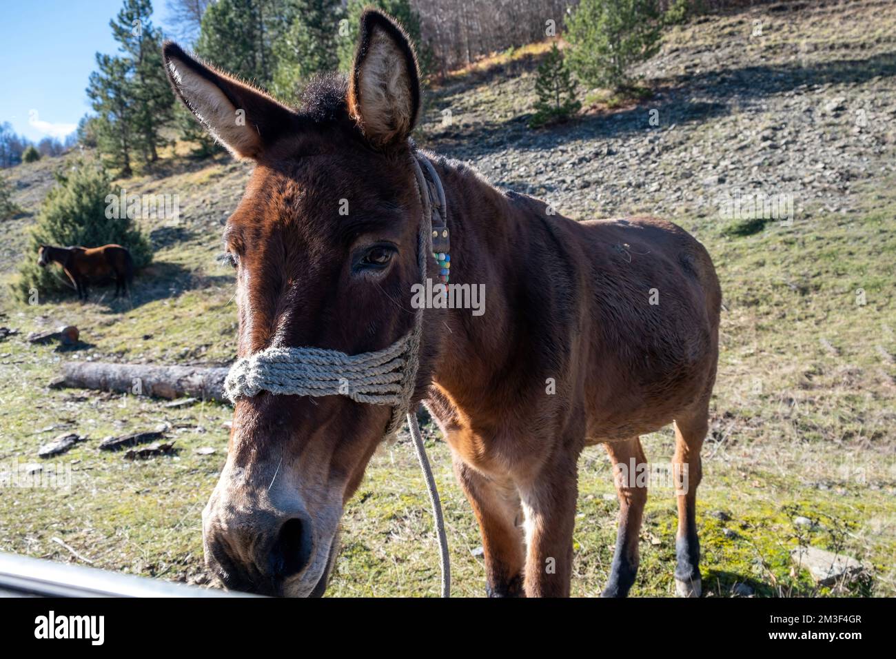 Brown donkey tied at stone rural field background. Portrait of domestic animal that looks at camera, sunny day, close up view. Stock Photo