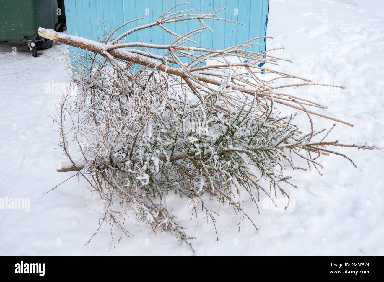 Christmas tree on the garbage can after the New Year holidays