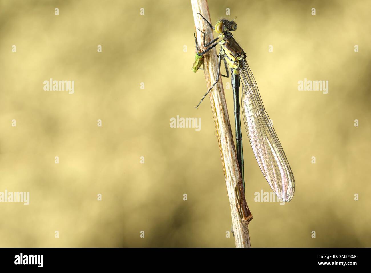 green dragonfly on a stick and light background Stock Photo - Alamy