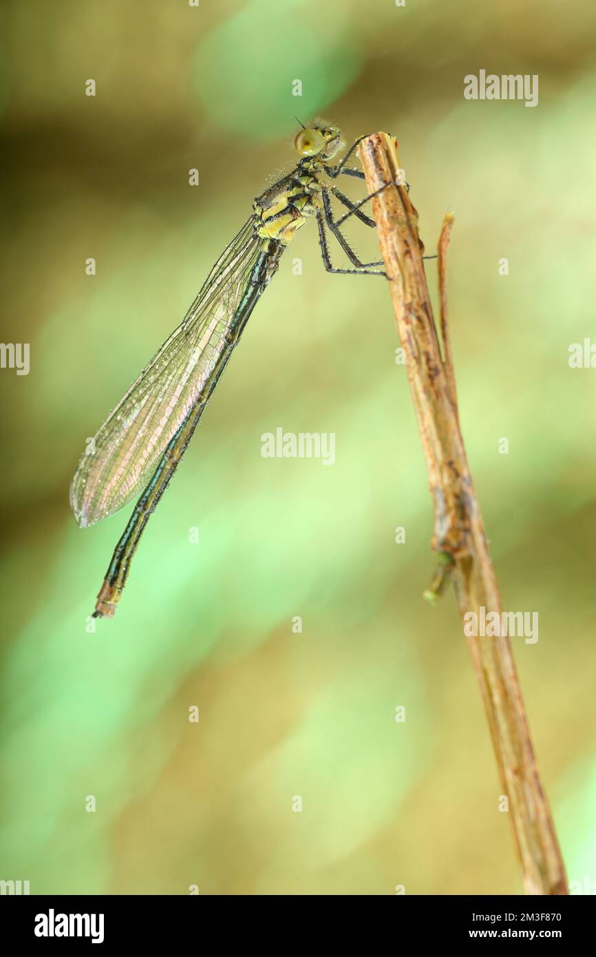 green dragonfly on a stick and light background Stock Photo - Alamy