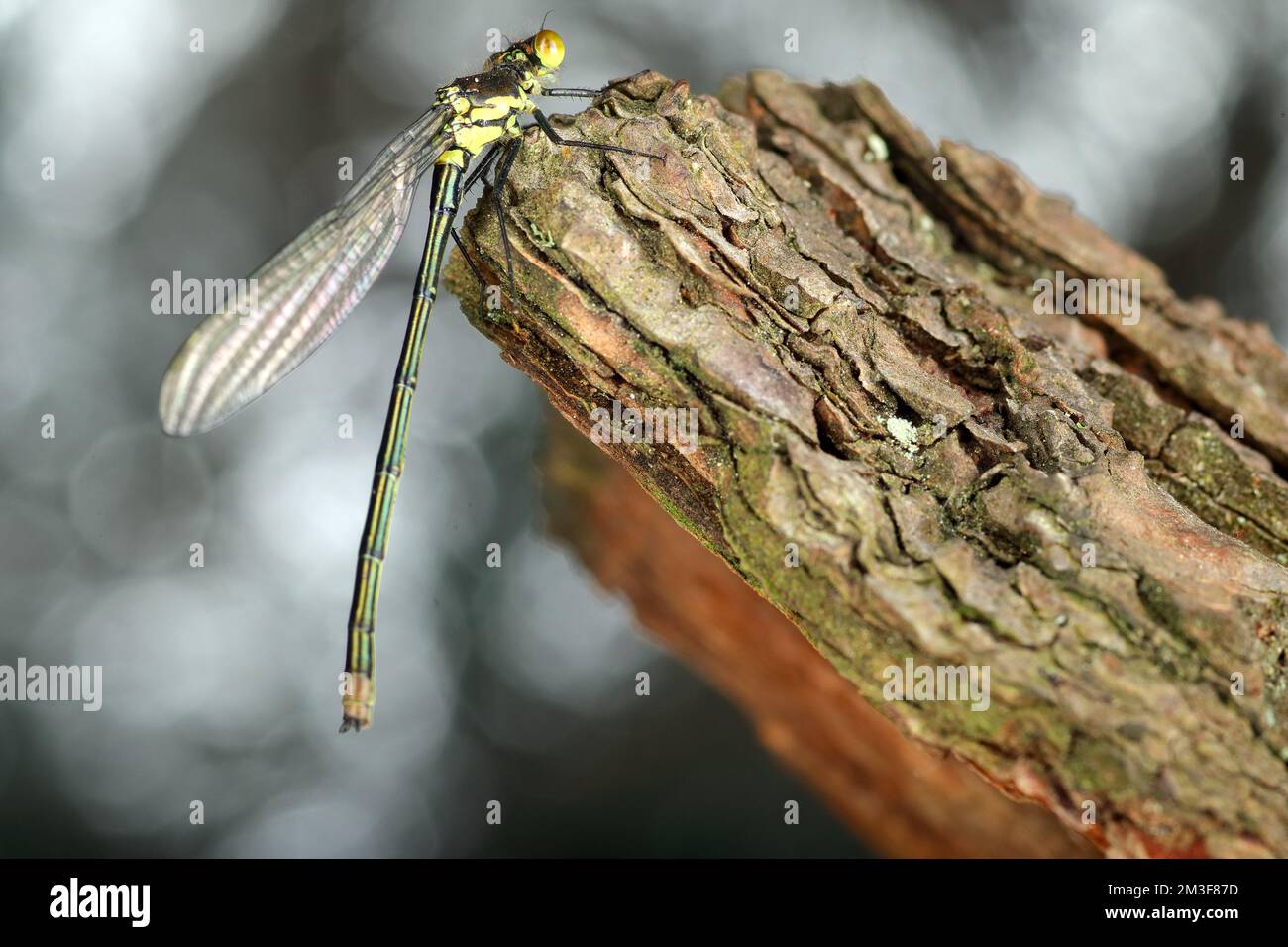 dragonfly insect on pine bark and colored background Stock Photo - Alamy