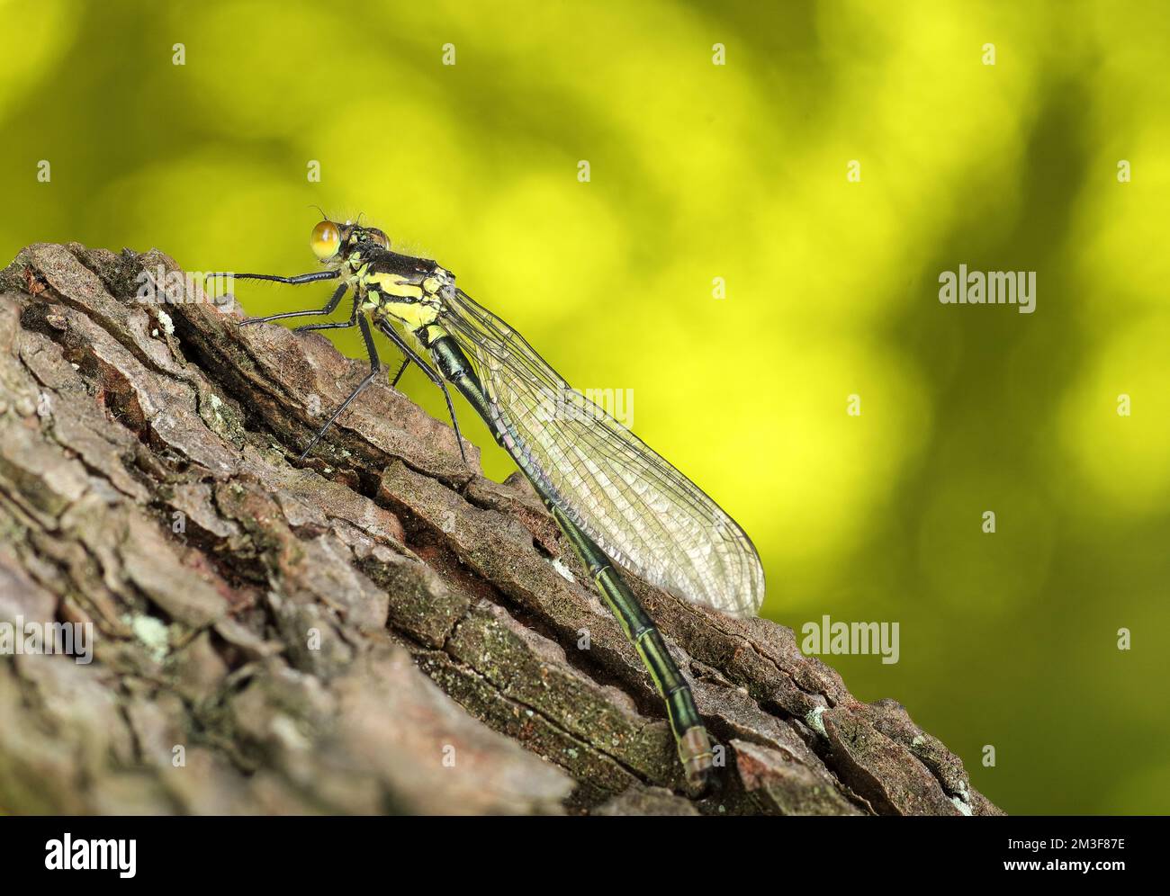 dragonfly insect on pine bark and colored background Stock Photo - Alamy