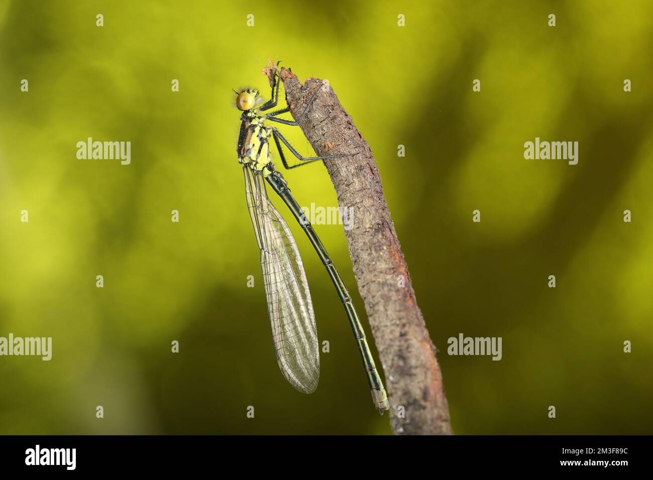 young dragonfly vertically on a stick and against a green background ...