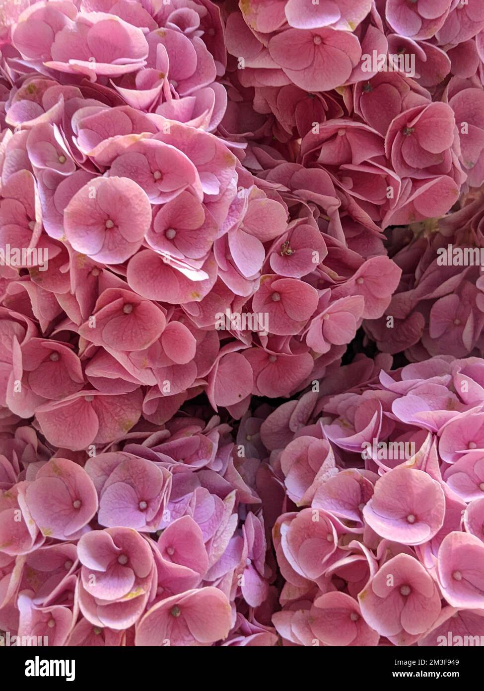 A vertical shot of the pink bigleaf hydrangea flowers Stock Photo - Alamy