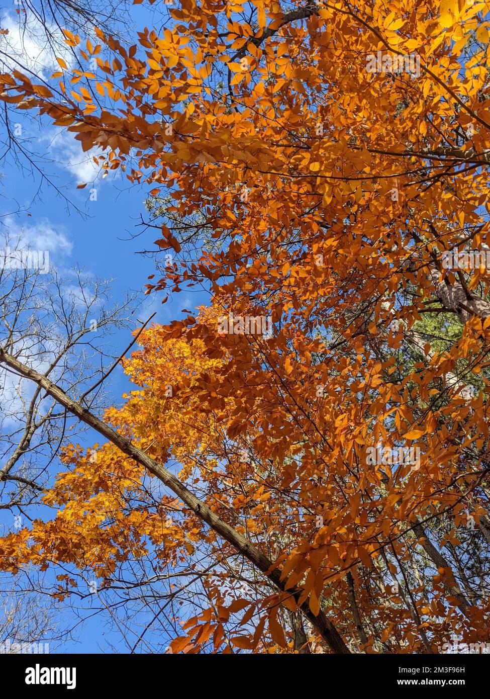 A vertical low angle shot of the orange leaves of the tree in an autumn ...