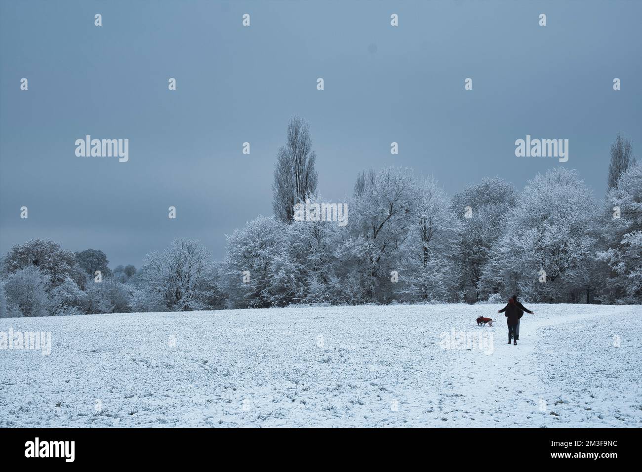 Young couple walking their dogs in the park on a snowy day in South London Stock Photo