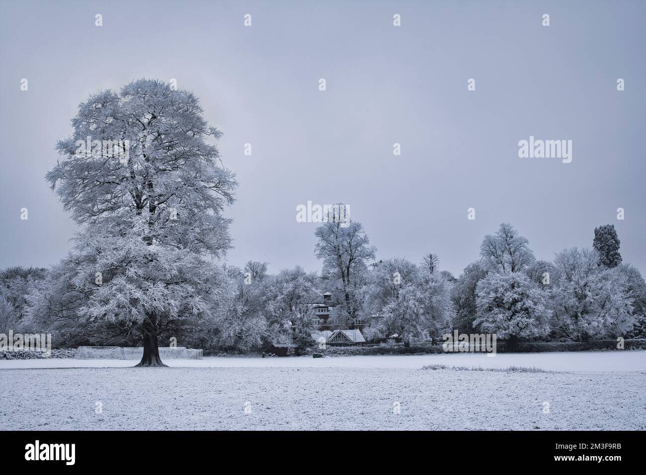 Snow covered Oak tree in Lloyd Park, Croydon, Surrey Stock Photo