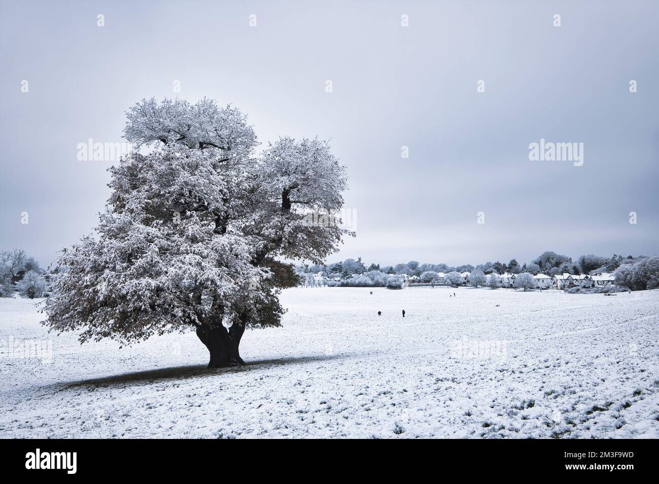 Snow covered trees in Lloyd Park, Croydon, Surrey Stock Photo