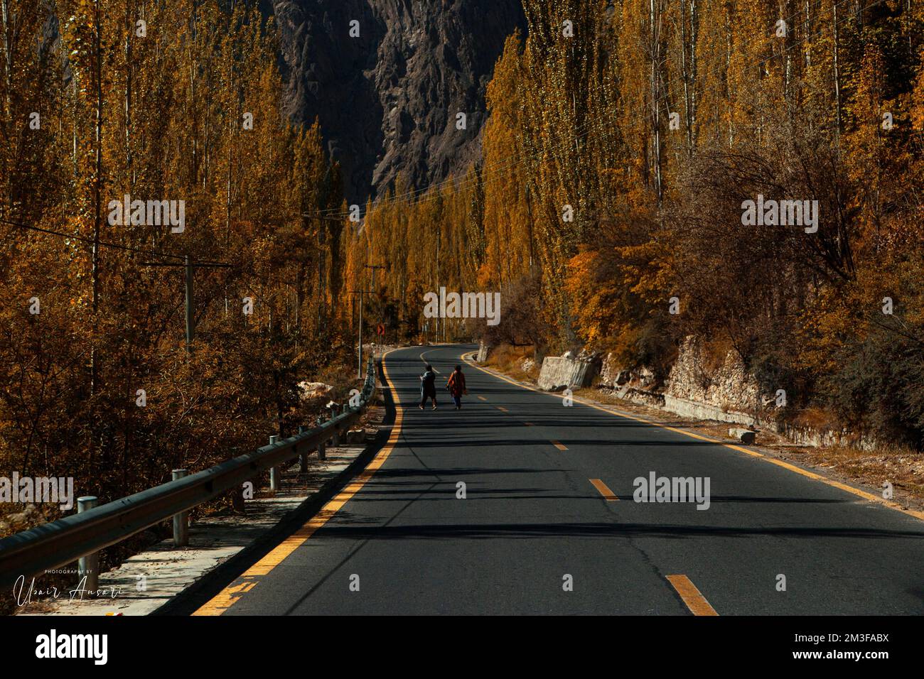 An asphalt road with tall trees on the side Stock Photo - Alamy