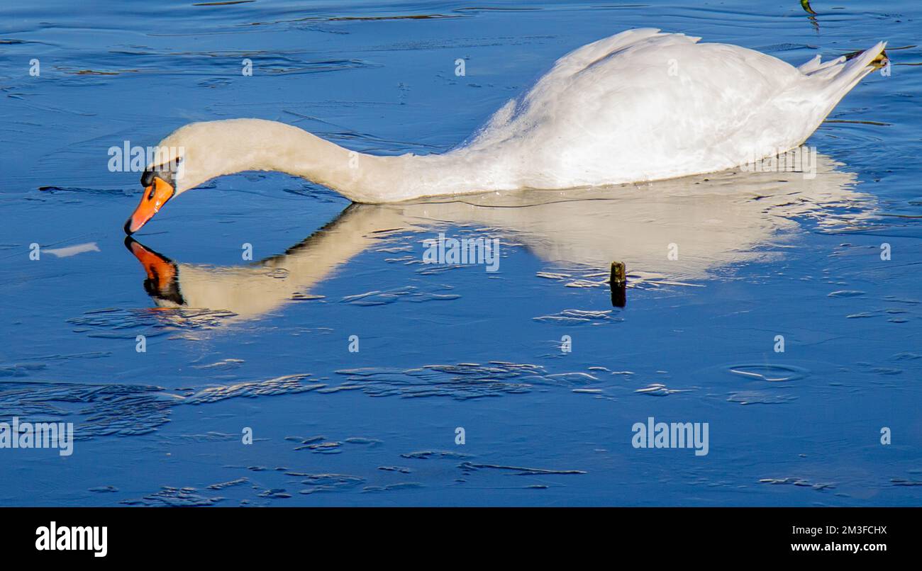 Mute Swan Cygnus Olor swimming through winter ice on a frozen  pond. Stock Photo
