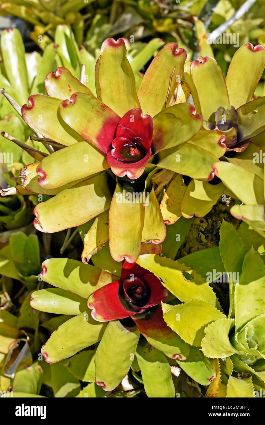 Bromeliads (Neoregelia compacta) on tropical garden Stock Photo