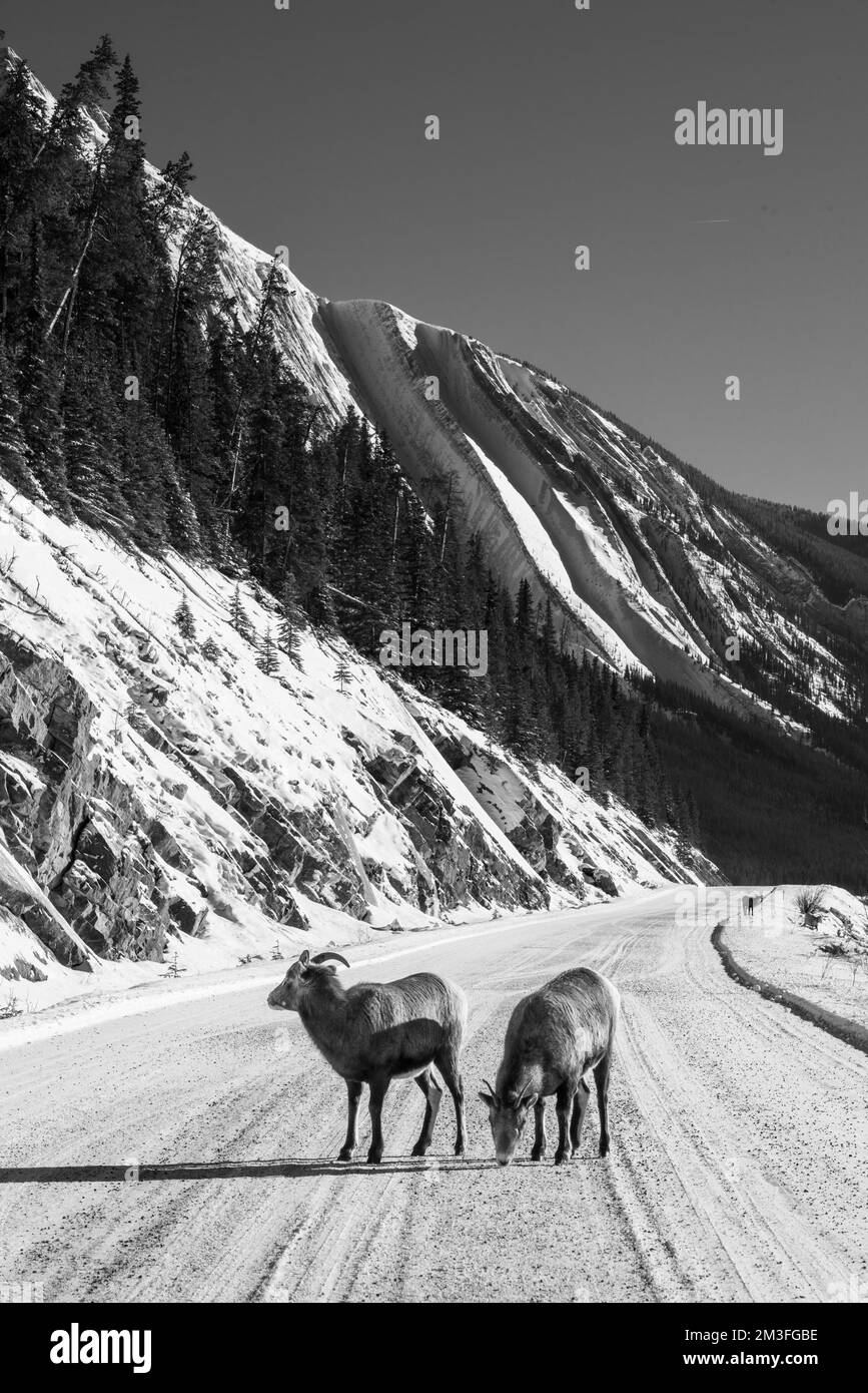 Jasper National Park Maligne Lake Bighorn Sheep Stock Photo