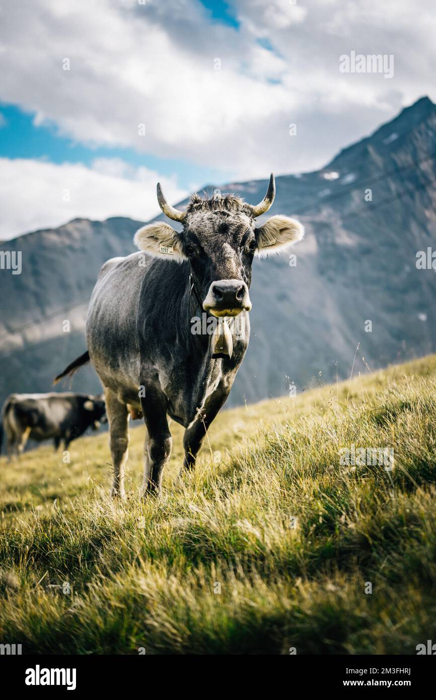 A vertical closeup of a cow grazing in the sunlit yellowing grass on ...