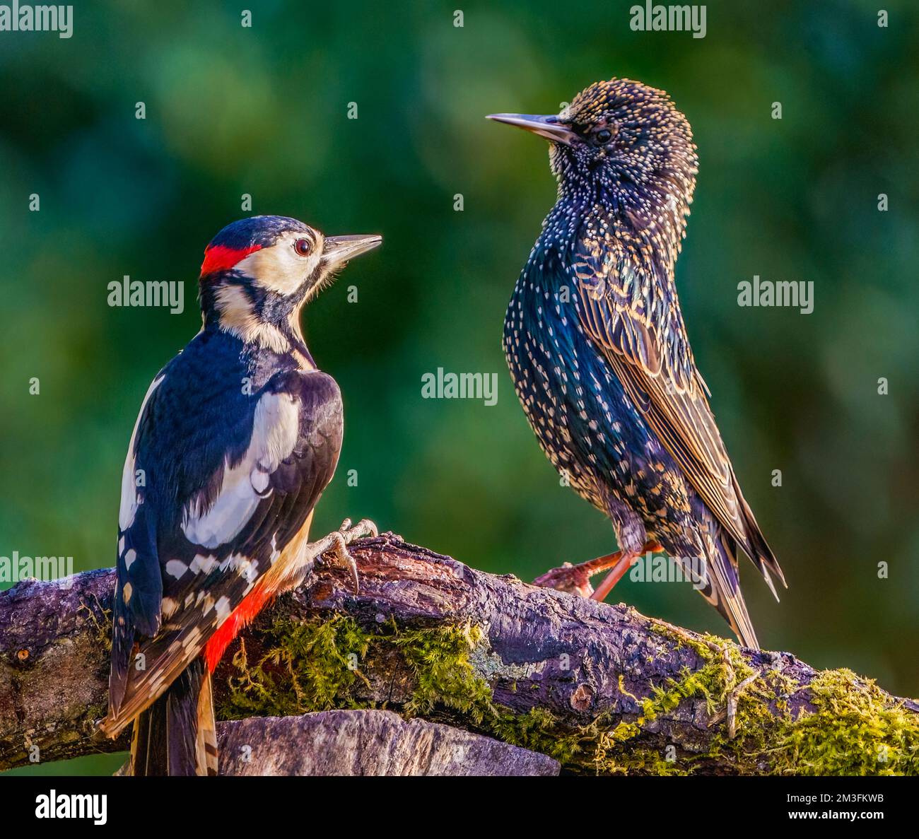 Great Spotted Woodpecker Stock Photo - Alamy