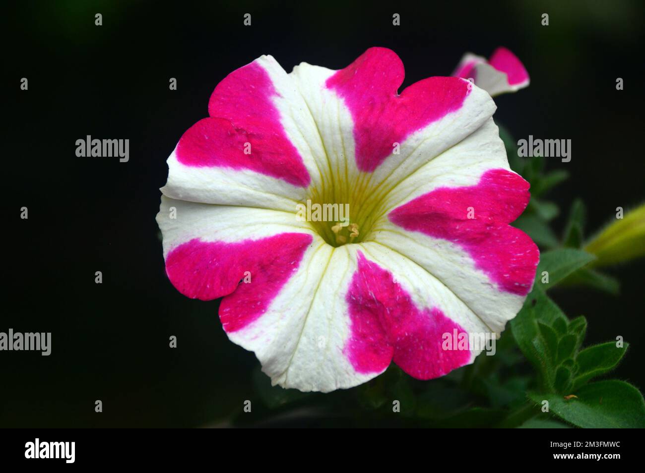 Single Pink/White Bi-Coloured Petunia Hybrida 'Amore Pink Hearts' Flowers grown in a Border in an English Country Garden, Lancashire, England, UK. Stock Photo