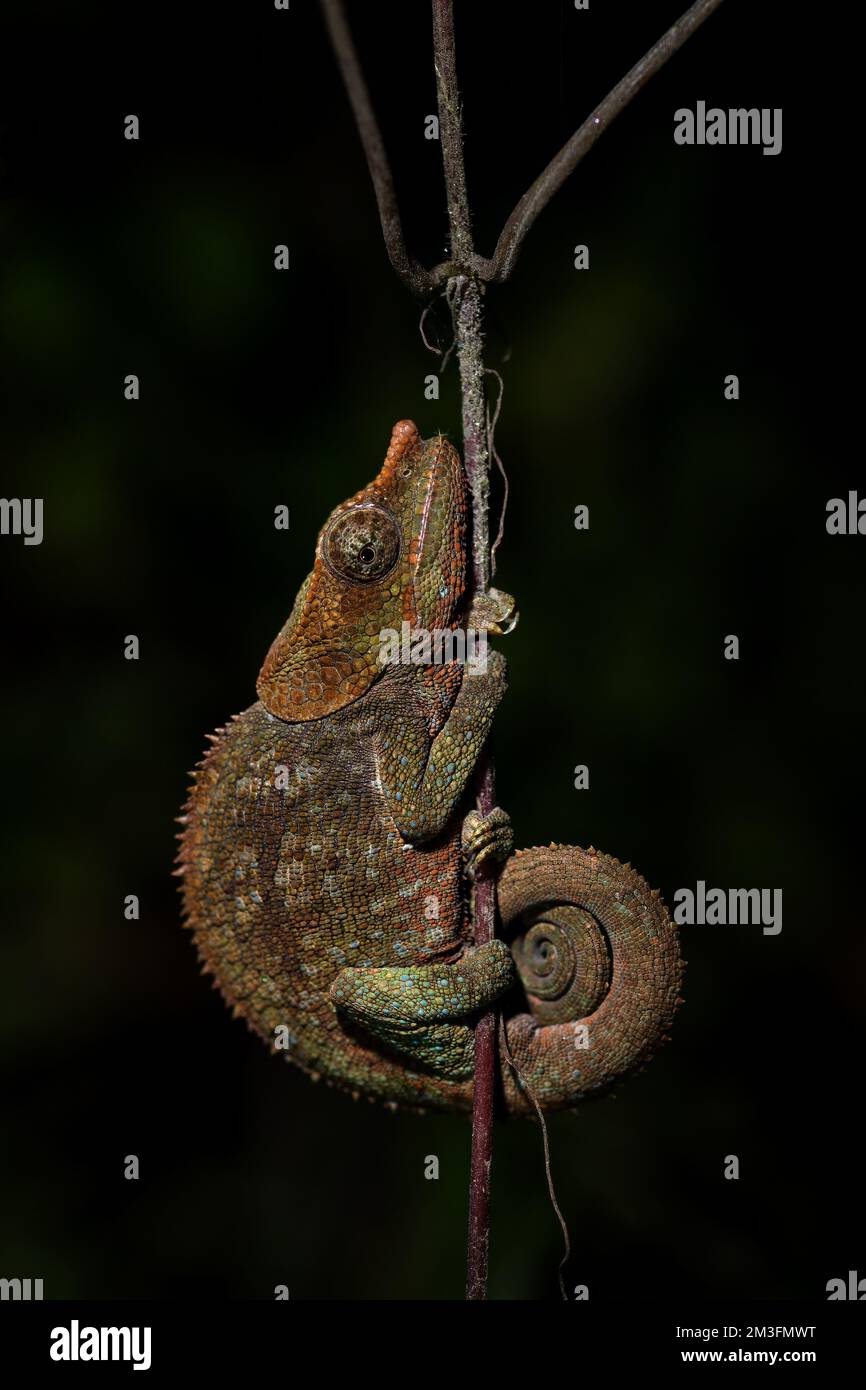 Blue-legged Chameleon - Calumma crypticum, beautiful colored chameleon ...