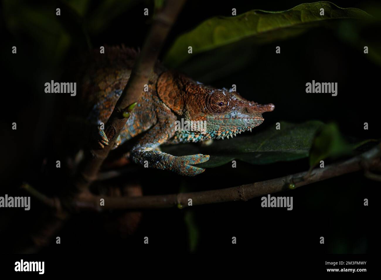 Blue-legged Chameleon - Calumma crypticum, beautiful colored chameleon ...