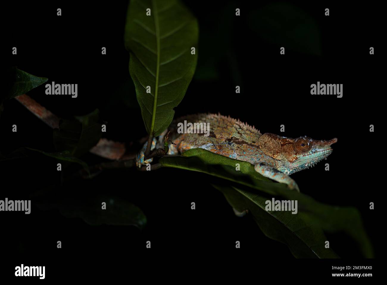 Blue-legged Chameleon - Calumma crypticum, beautiful colored chameleon ...