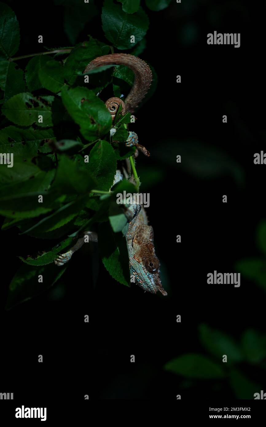 Blue-legged Chameleon - Calumma crypticum, beautiful colored chameleon ...