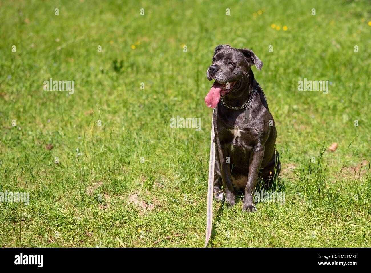 Cane corso tongue hires stock photography and images Alamy