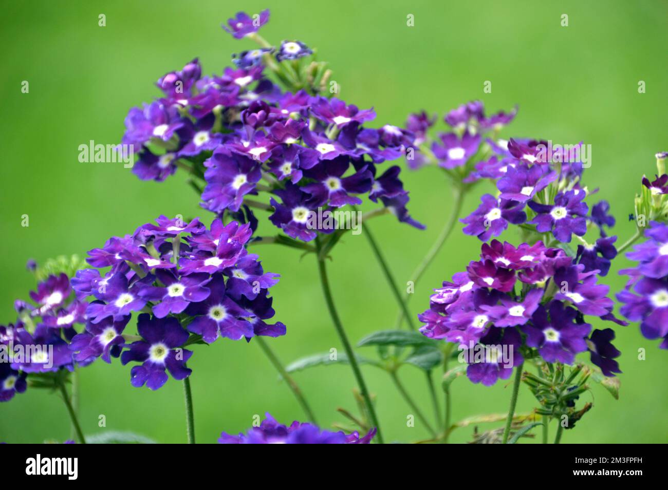 Small Purple/White Trailing Verbena Samira 'Purple Eye' Flowers grown