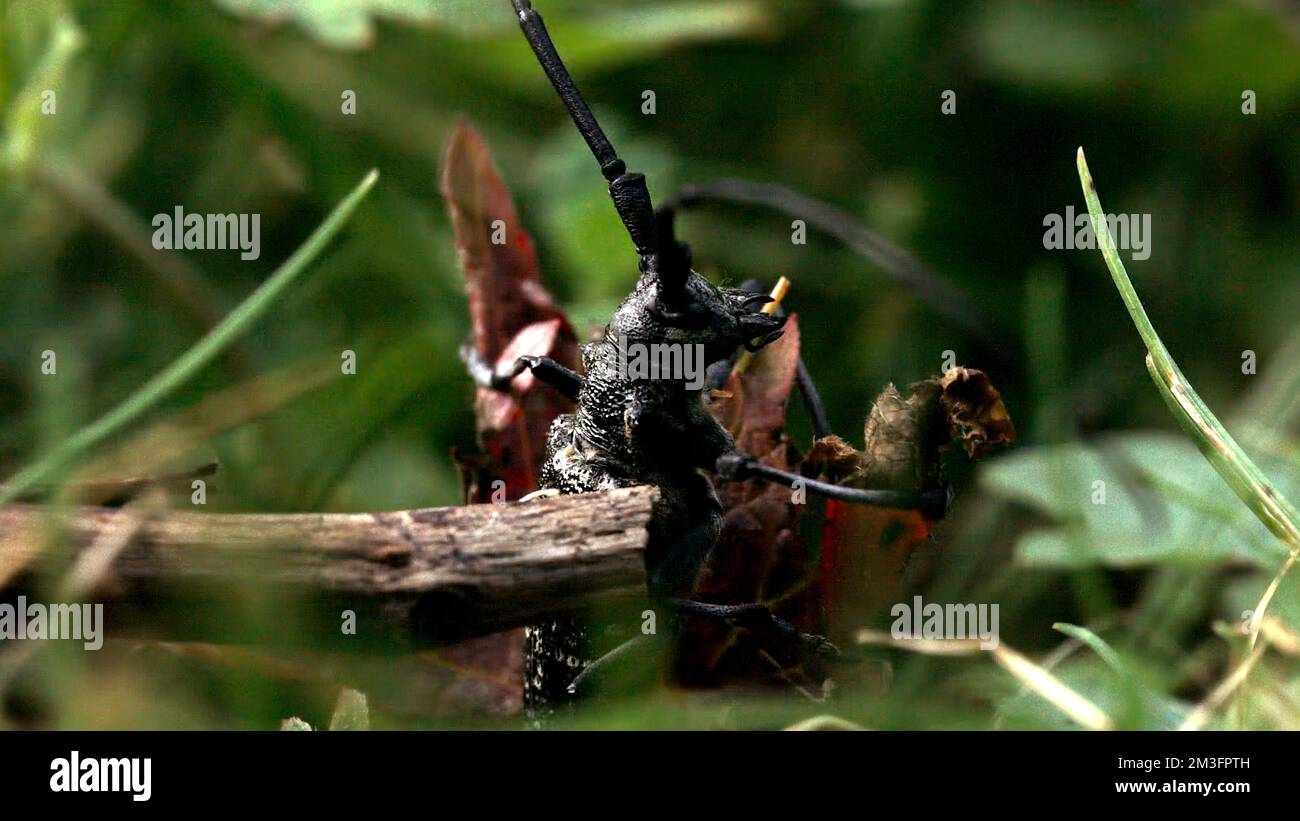 Insect sitting in the summer meadow. Creative. Touching a bug with a ...