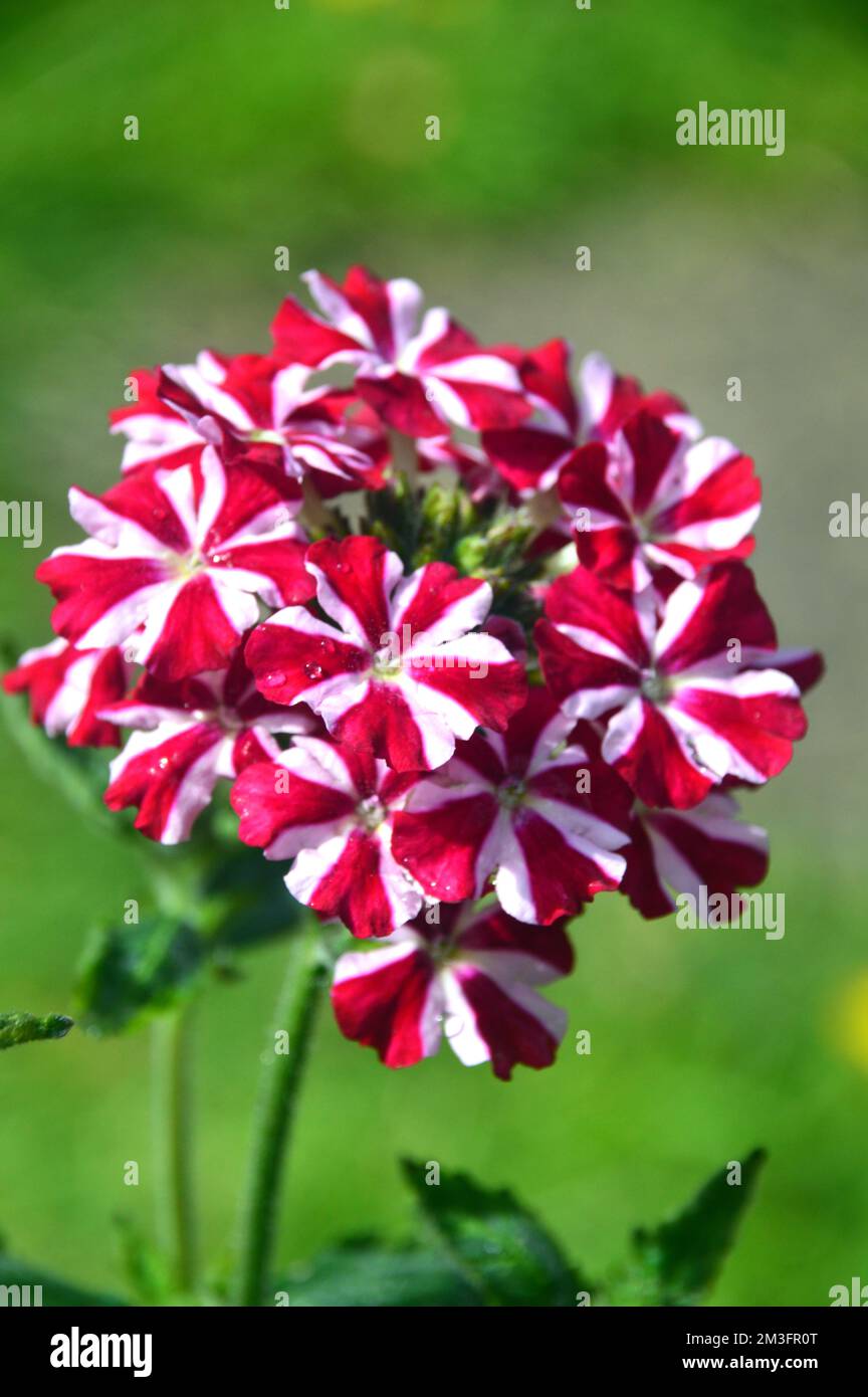 Small Red/White Verbena Samira 'Deep Red Star' Flowers grown in a Border in an English Country Garden, Lancashire, England, UK. Stock Photo