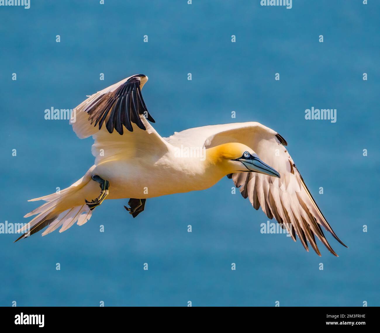Northern Gannet in Flight Stock Photo