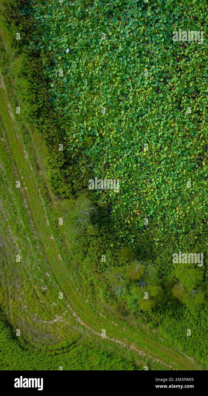 An aerial view of field with dense trees Stock Photo - Alamy