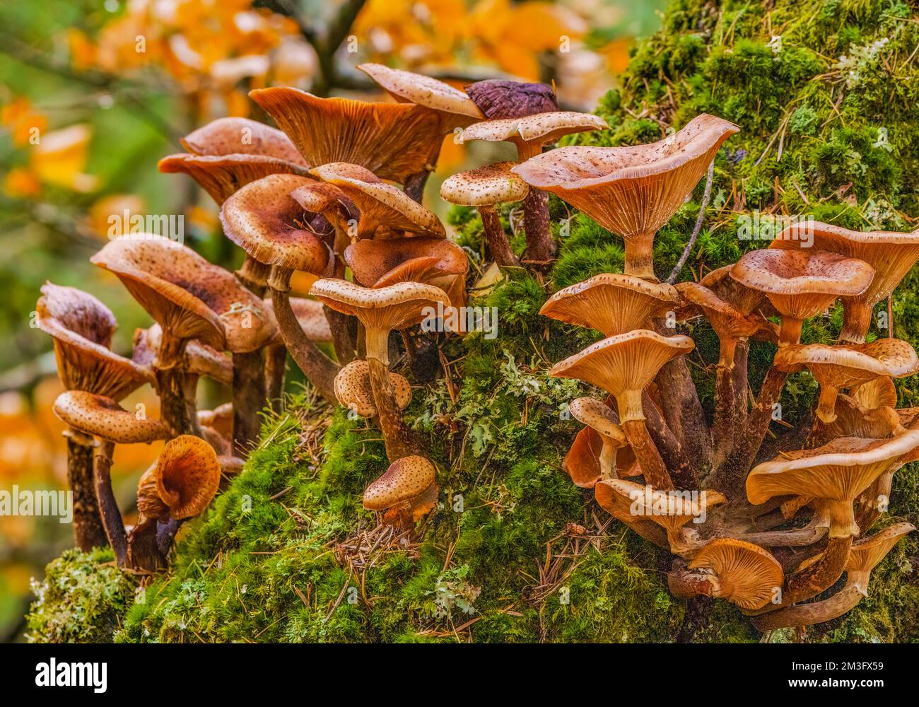 Dark Honey Fungus Stock Photo