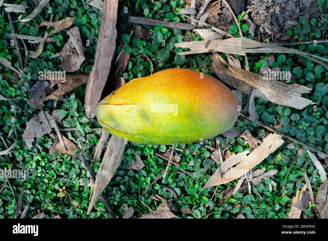 Ripening mangoes hi-res stock photography and images - Alamy