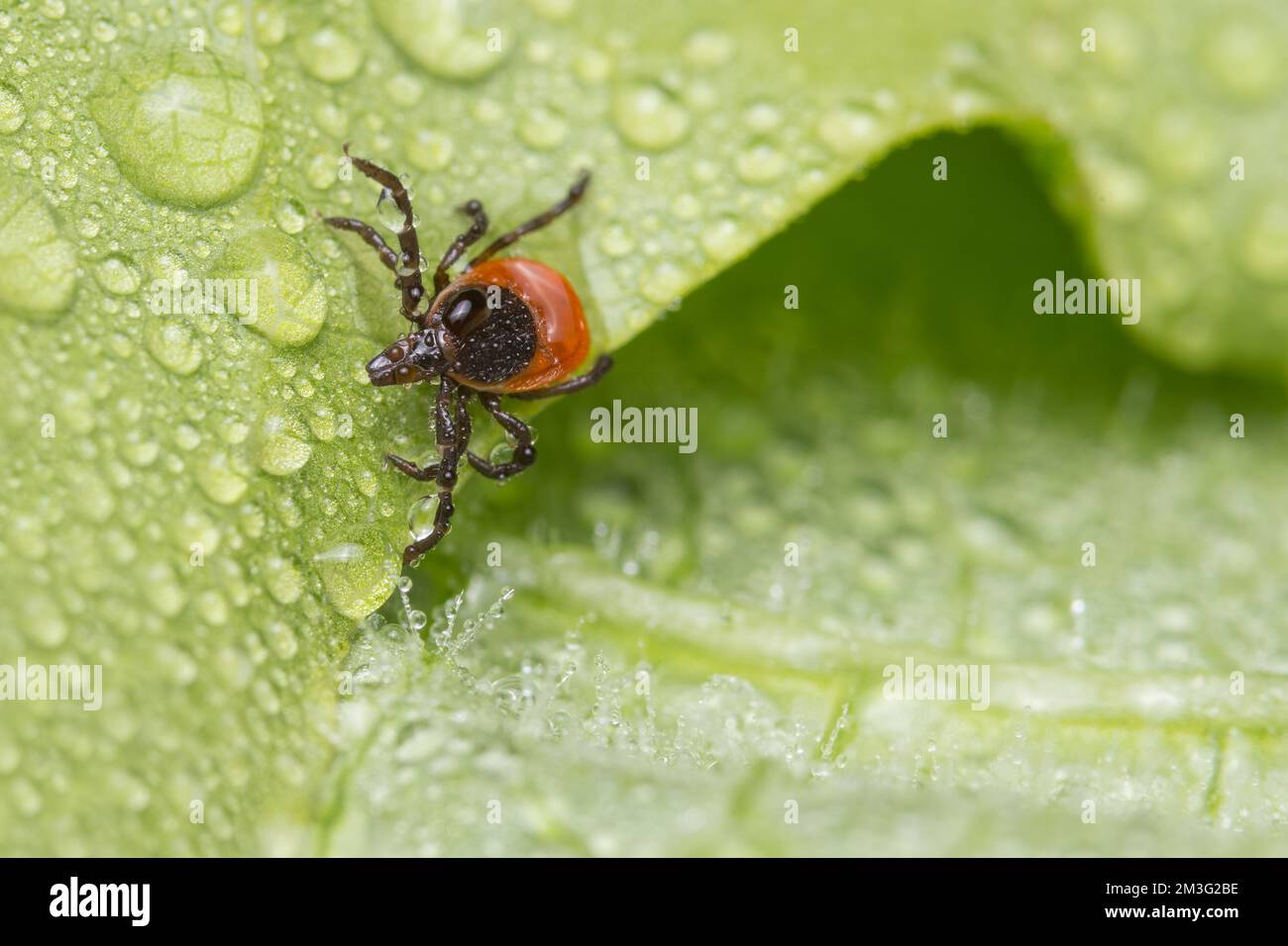 Dangerous female deer tick crawling in dew drops of wet leaf. Ixodes ricinus or scapularis. Closeup of parasitic mite on nature green rainy background. Stock Photo
