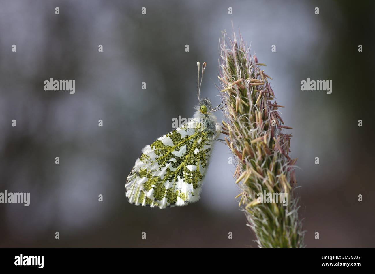 Close-up, orange tip (Anthocharis cardamines), plant, An aurora butterfly sits on a plant stalk Stock Photo