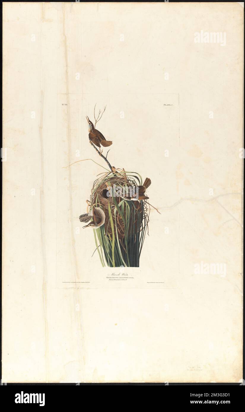 Marsh wren : Troglodytes palustris, Ch. Bonap. Male, 1. Female, 2, 3. Nest, 4. c.1 v.1. plate 100 , Birds, Nests, Wrens. The Birds of America- From Original Drawings by John James Audubon Stock Photo