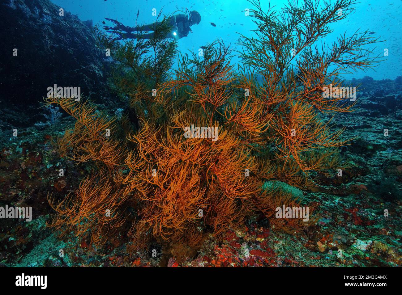 Black bushy black coral (Antipathes dichotoma), in the background silhouette of diver with underwater lamp, Indo-Pacific, dive site Hin Muang, Koh Stock Photo