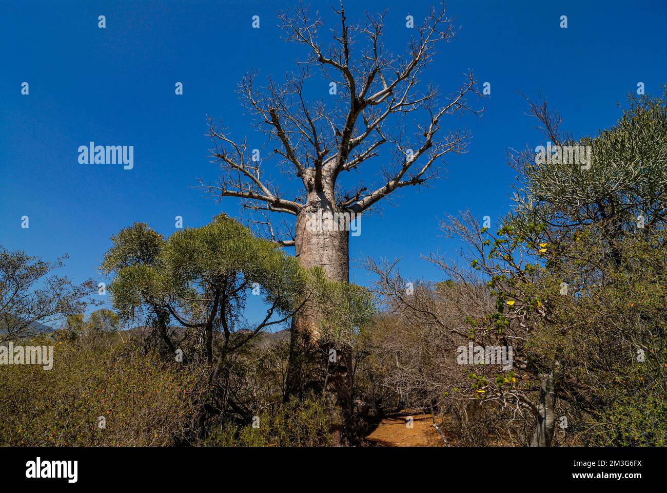 African Baobab -Adansonia digitata, Andohahela National Park, Madagascar Stock Photo