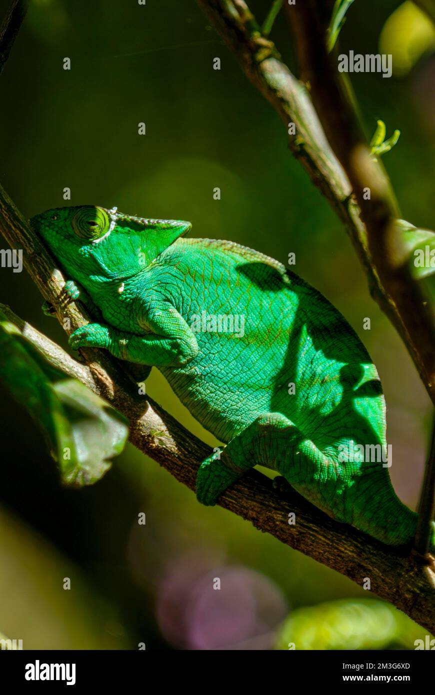 Parson's Giant Chameleon (Calumma parsonii), Antananarivo, Madagascar Stock Photo