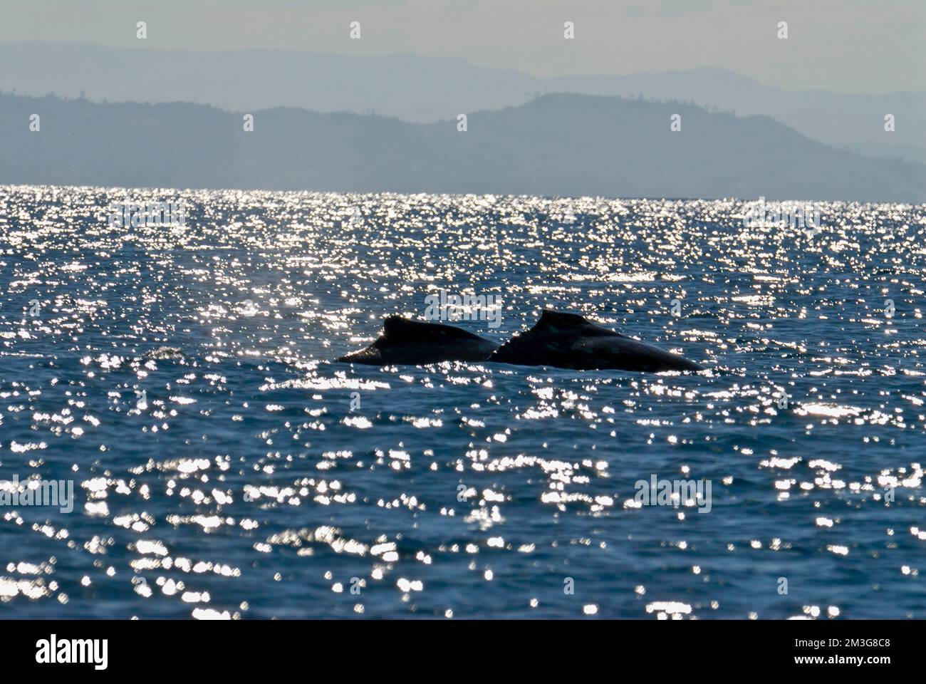 Humpback whale (Megaptera novaeangliae), Ile Sainte Marie, Madagascar, Indian Ocean Stock Photo
