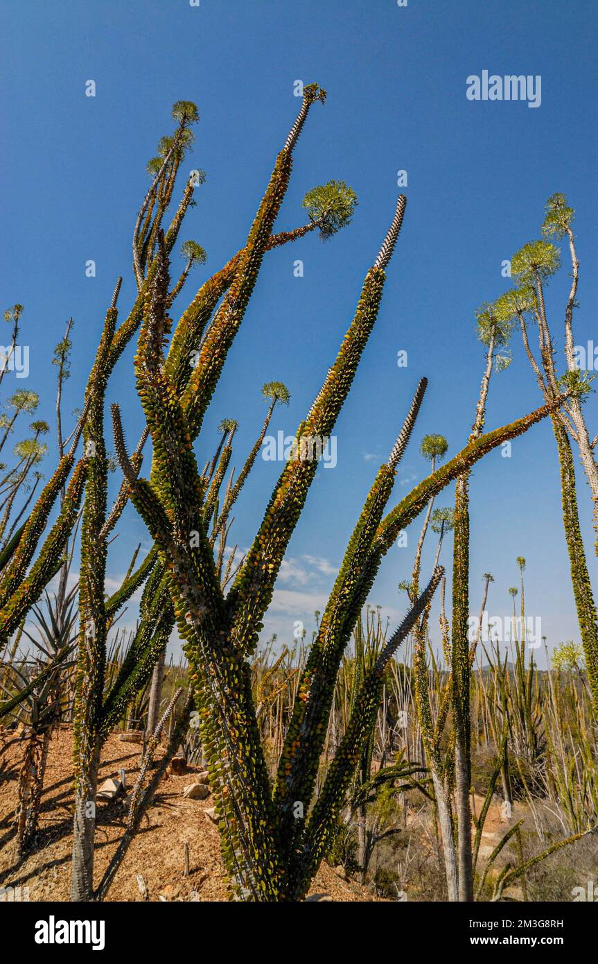 Spiny forest in the Berenty private reserve, southern Madagascar Stock Photo